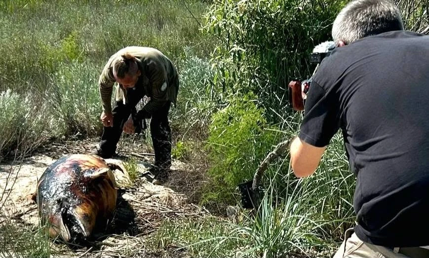 Екоцит у Чорному морі: німецькі журналісти зафільмували наслідки загибелі дельфінів на Одещині Екоцит у Чорному морі: німецькі журналісти зафільмували наслідки загибелі дельфінів на Одещині